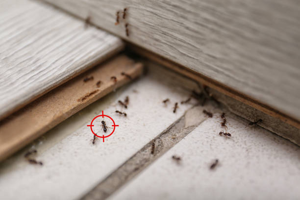 Best Residential Pest Control  in Herriman, UT
