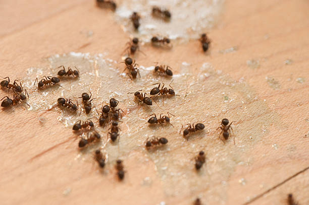 Best Pest Removal Services  in Herriman, UT